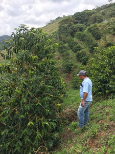 'COLOMBIA NELSON FABIO CORDOBA' FILTER COFFEE